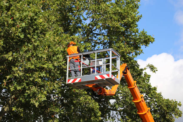 Tree and Shrub Care in Centerburg, OH